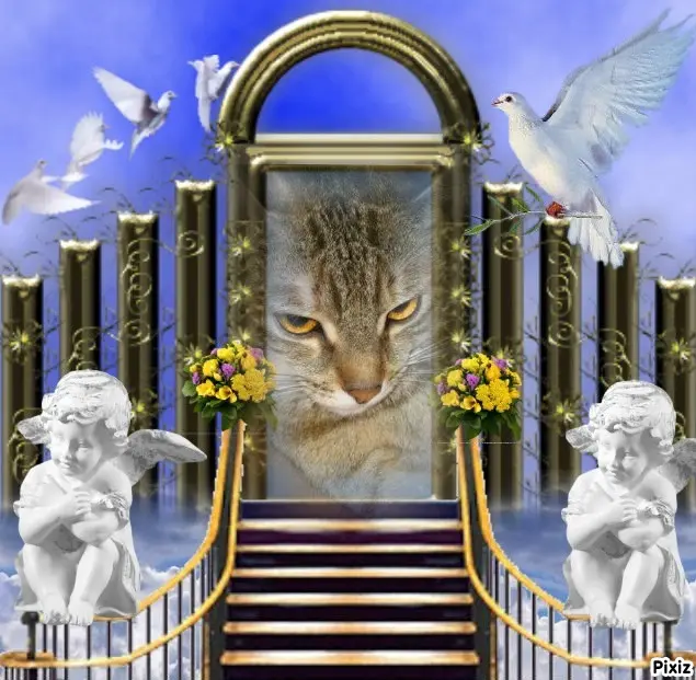 Condolence image of Post von Timmys Mutti Tanja an Marple und Mama Elisabeth 