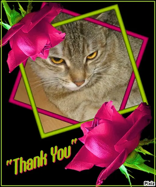 Condolence image of Post von Timmys Mutti Tanja an Prinzessin Marple und Mama Elisabeth