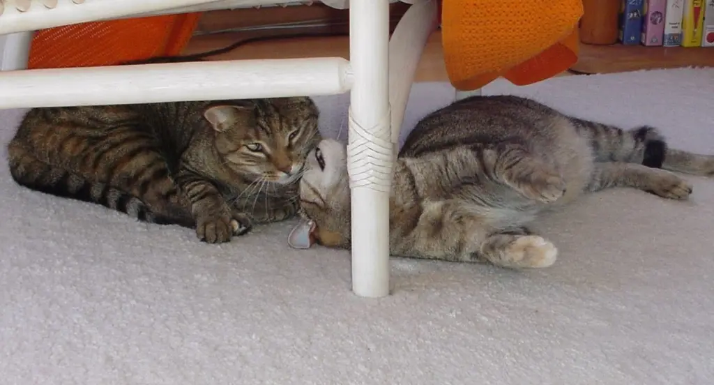 Condolence image of an mein Marpeli