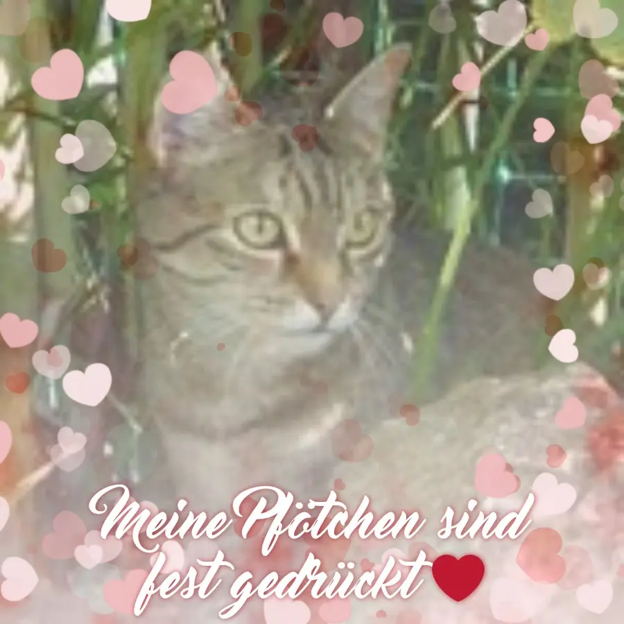 Condolence image of Patricia mit Bunny