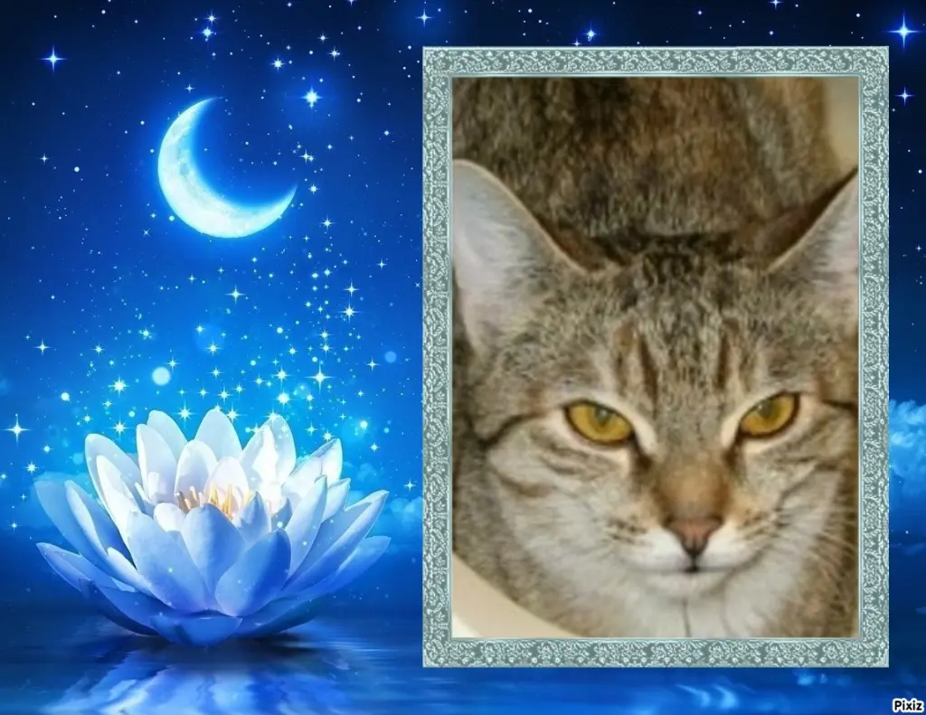 Condolence image of Post von Timmys Mutti Tanja an Marple und Mama Elisabeth