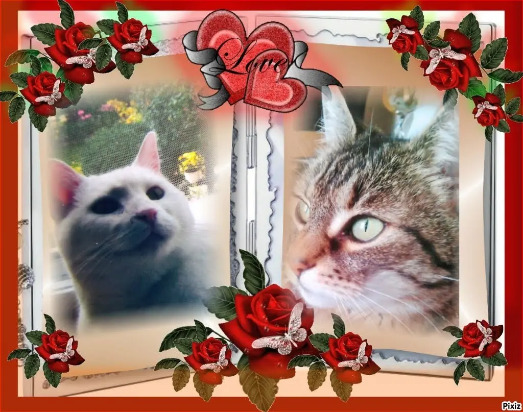 Condolence image of Für das Sternchen Marple ❤️