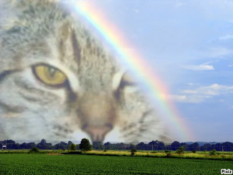 Condolence image of Tanja mit Timmy im Herzen 