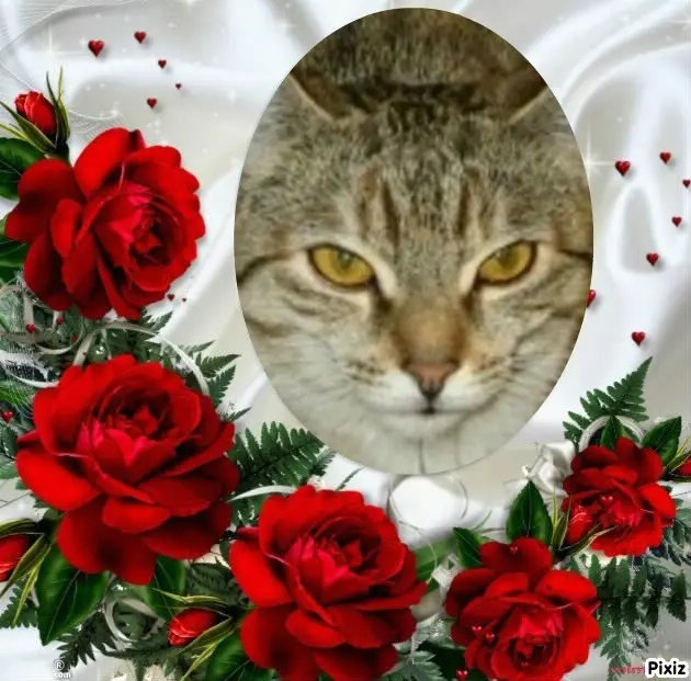 Condolence image of Tanja mit Timmy im Herzen 