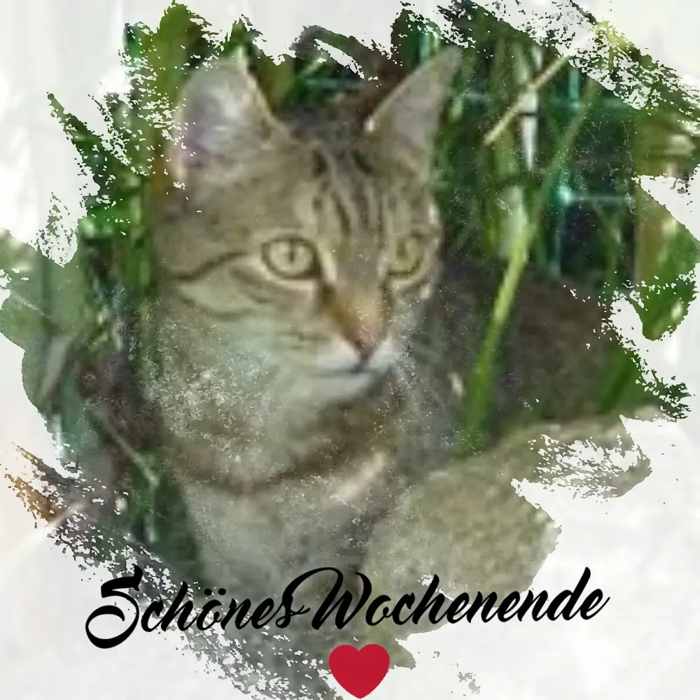 Condolence image of Patricia mit Bunny 