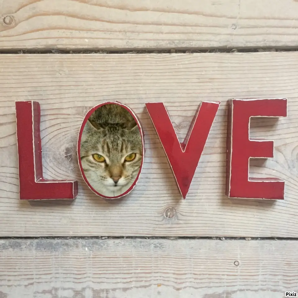 Condolence image of Tanja mit Timmy im Herzen