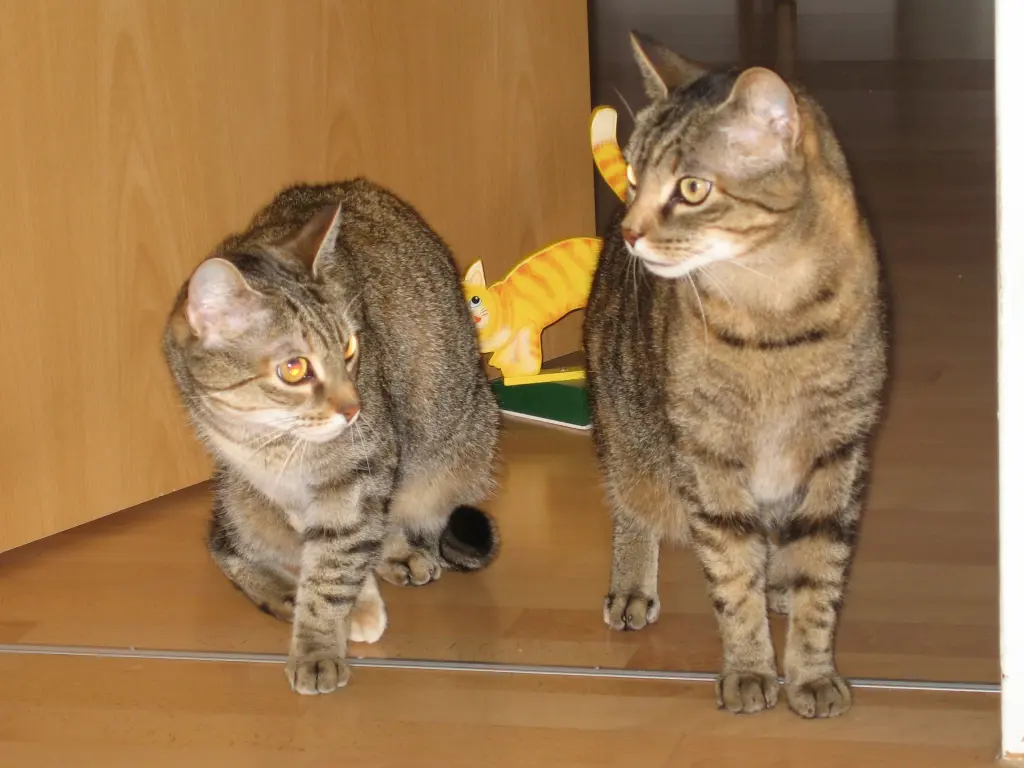 Condolence image of an mein Marpeli