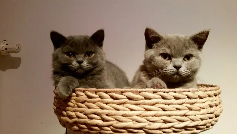Condolence image of Sonja mit Emma tief im Herzen