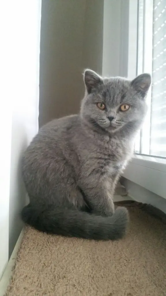 Condolence image of Danke an Mama Elisabeth 