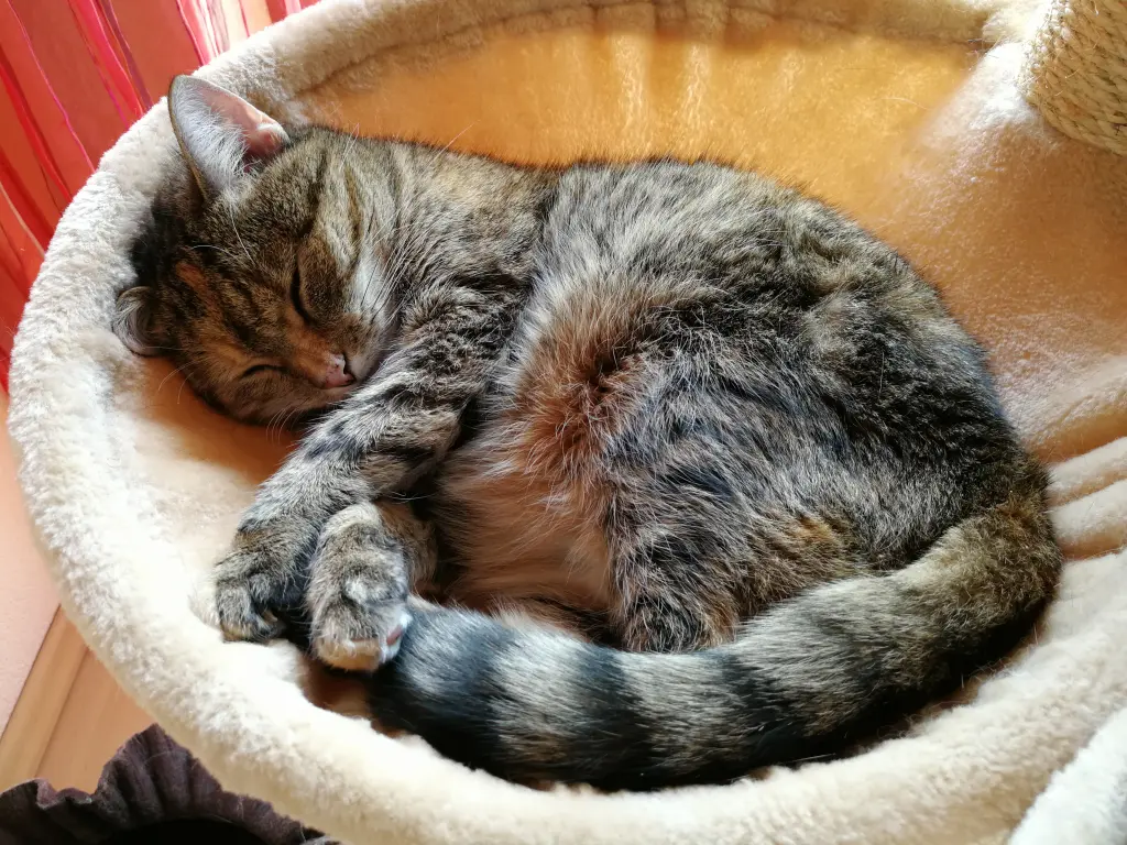 Condolence image of Daniela