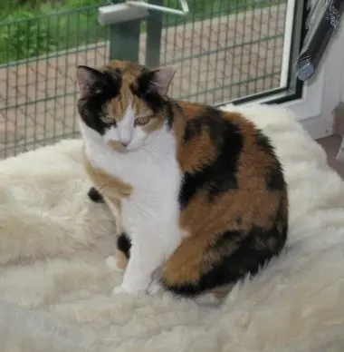 Condolence image of Elisabeth mit Christie