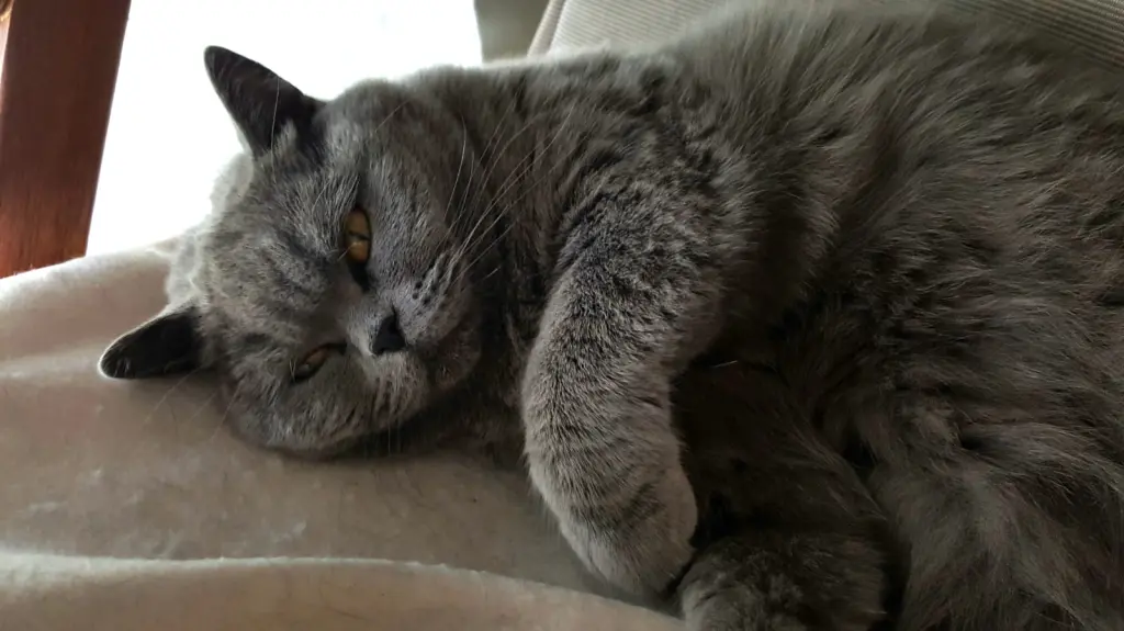 Condolence image of Danke an Marple und Mama Elisabeth 