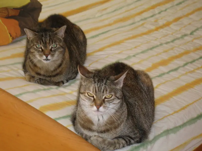 Condolence image of Elisabeth