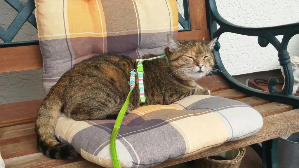 Condolence image of Pauline  für Marpelchen und Mama Elisabeth ❤️