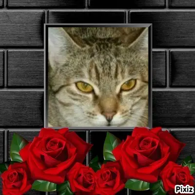 Condolence image of Tanja mit Timmy im Herzen 