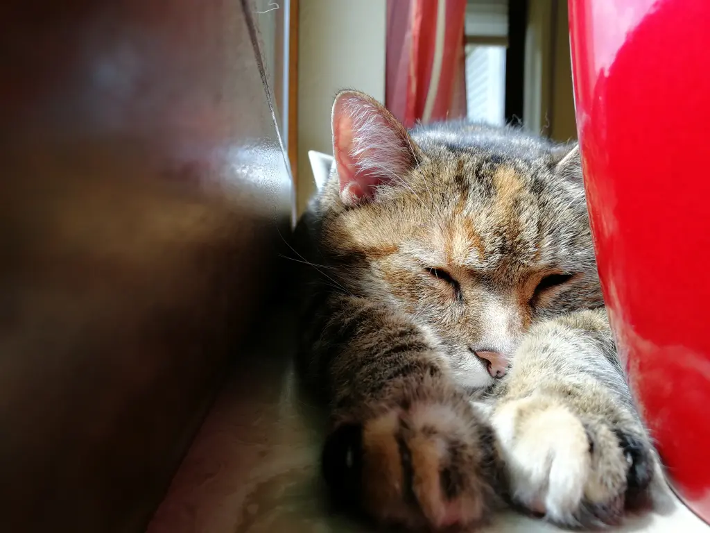 Condolence image of Daniela und Pauline Mama Elisabeth ❤️