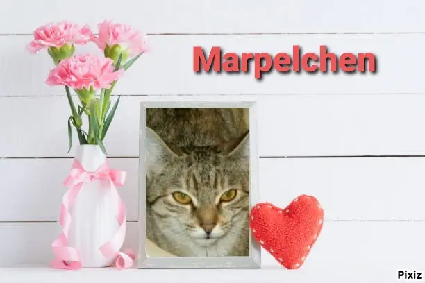 Condolence image of Tanja mit Timmy im Herzen 