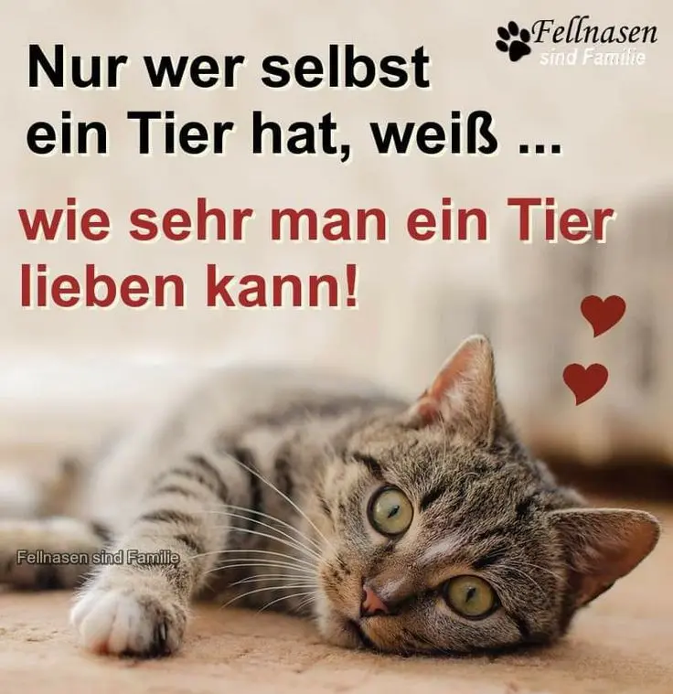 Condolence image of Für das Sternchen Marple ❤️