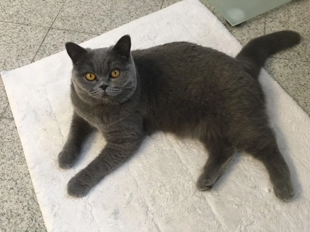 Condolence image of Danke an Mama Elisabeth