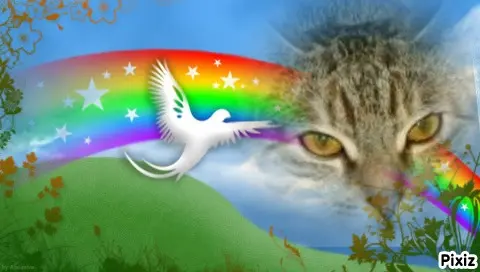 Condolence image of Tanja mit Timmy im Herzen 