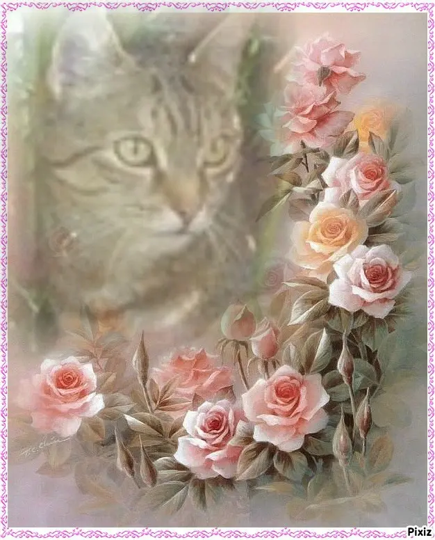 Condolence image of Sternchenpost ⭐