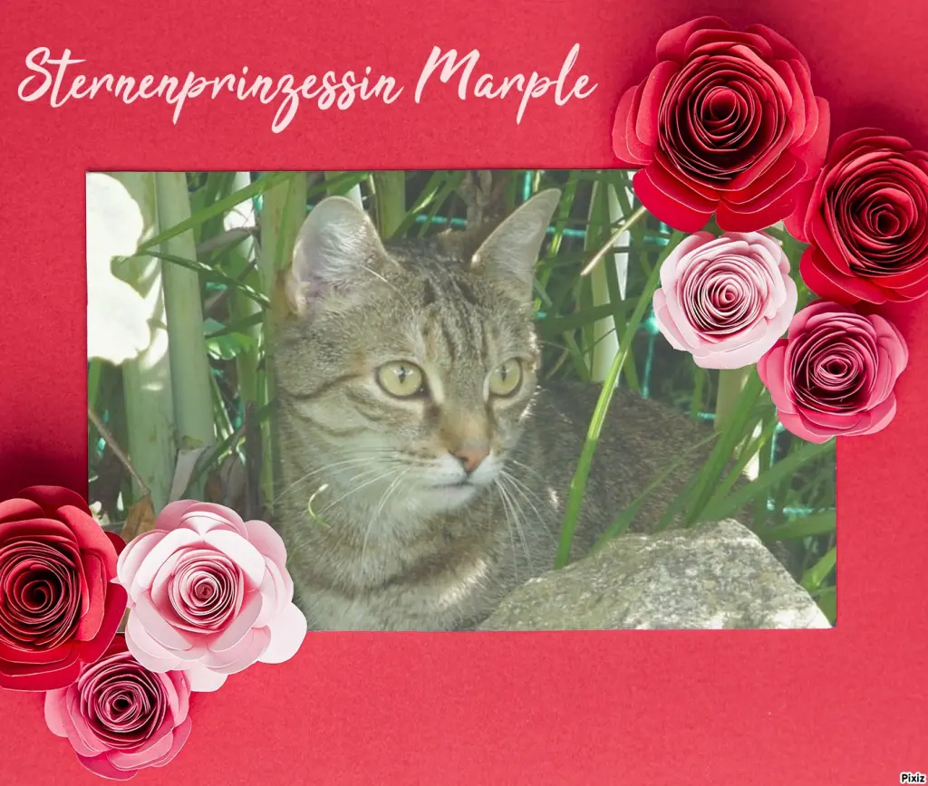 Condolence image of Tanja mit Timmy im Herzen