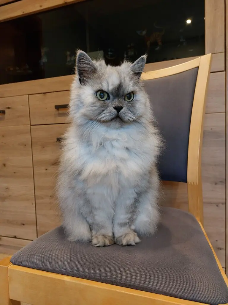 Condolence image of Pauline und Daniela für Elisabeth und Christie ❤️