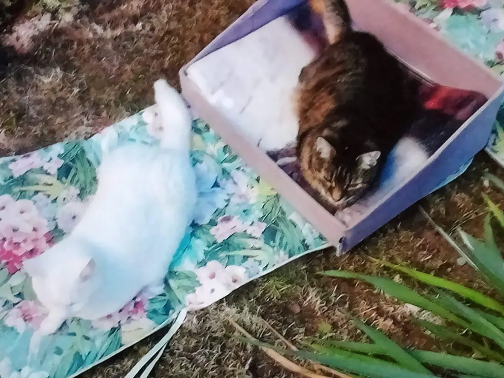 Condolence image of Für das kleine Engelchen Marple ♥️