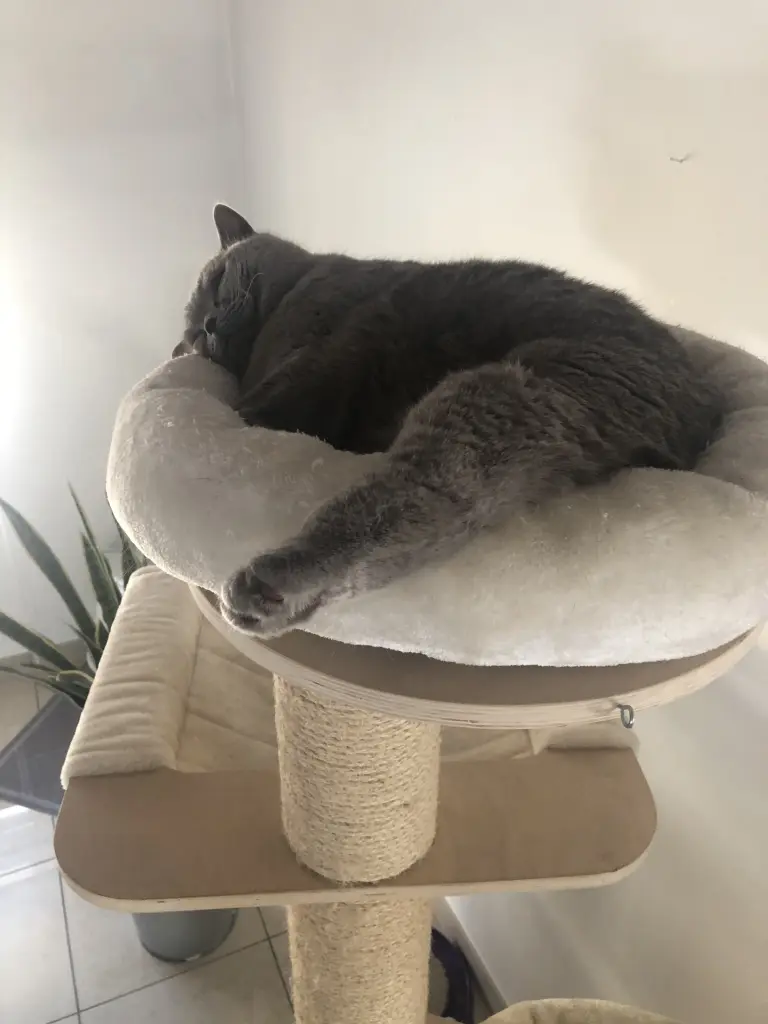 Condolence image of Für Mama Elisabeth