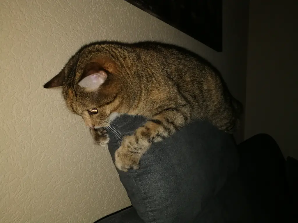 Condolence image of Pauline und Daniela für Marpelchen und Mama Elisabeth ❤️