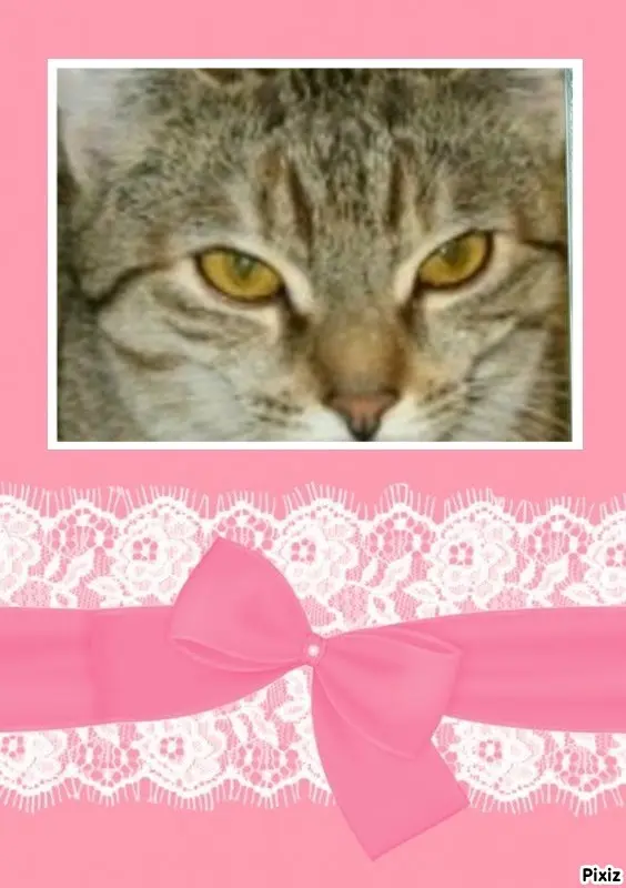 Condolence image of Tanja mit Timmy im Herzen 