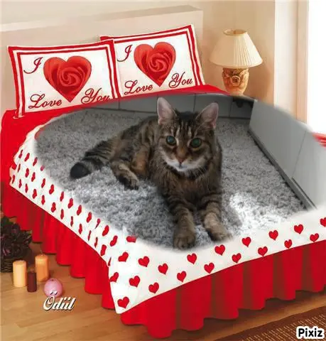 Condolence image of Für das Sternchen Marple ♥️