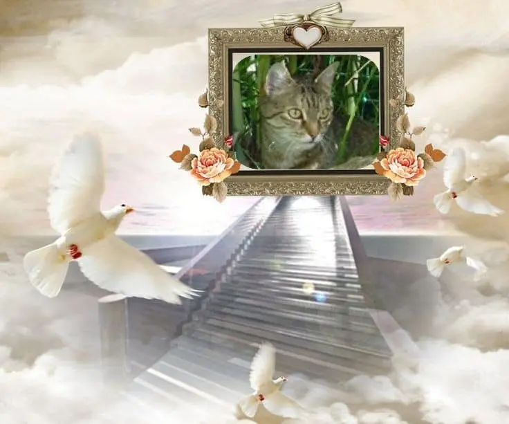 Condolence image of Patricia mit Bunny