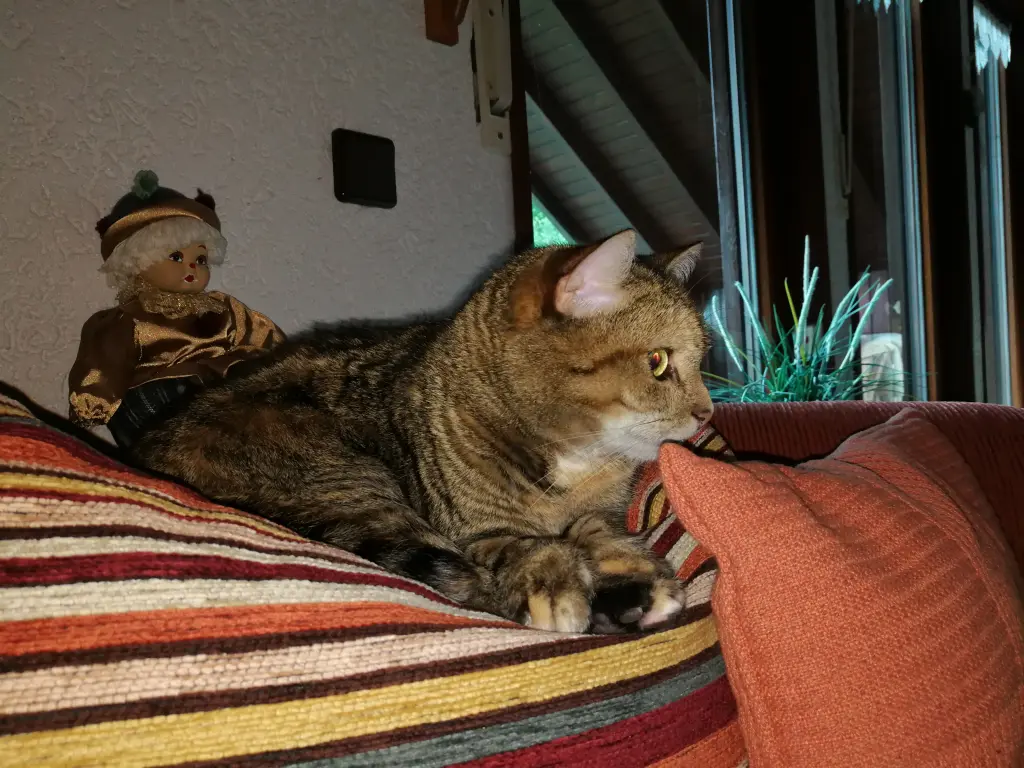 Condolence image of Daniela für Marpelchen und Mama Elisabeth ❤️