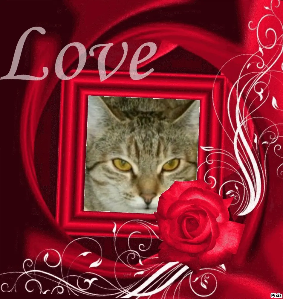 Condolence image of Tanja mit Timmy im Herzen