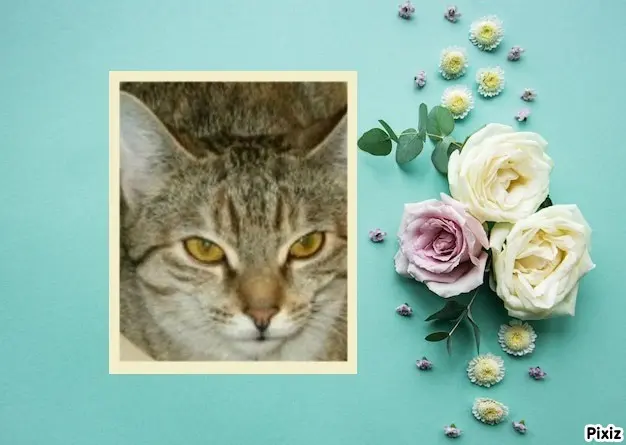 Condolence image of Tanja mit Timmy im Herzen