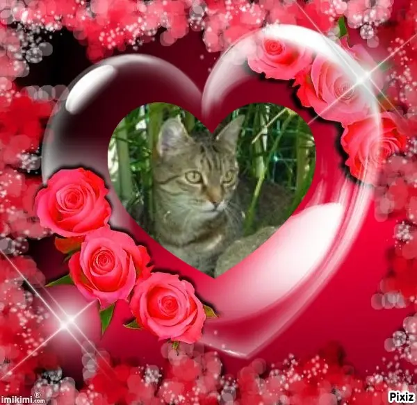 Condolence image of Patricia mit Bunny ❤️