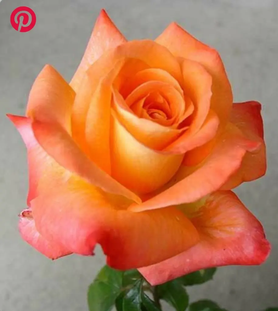 Condolence image of Pauline für Marple und Mama Elisabeth