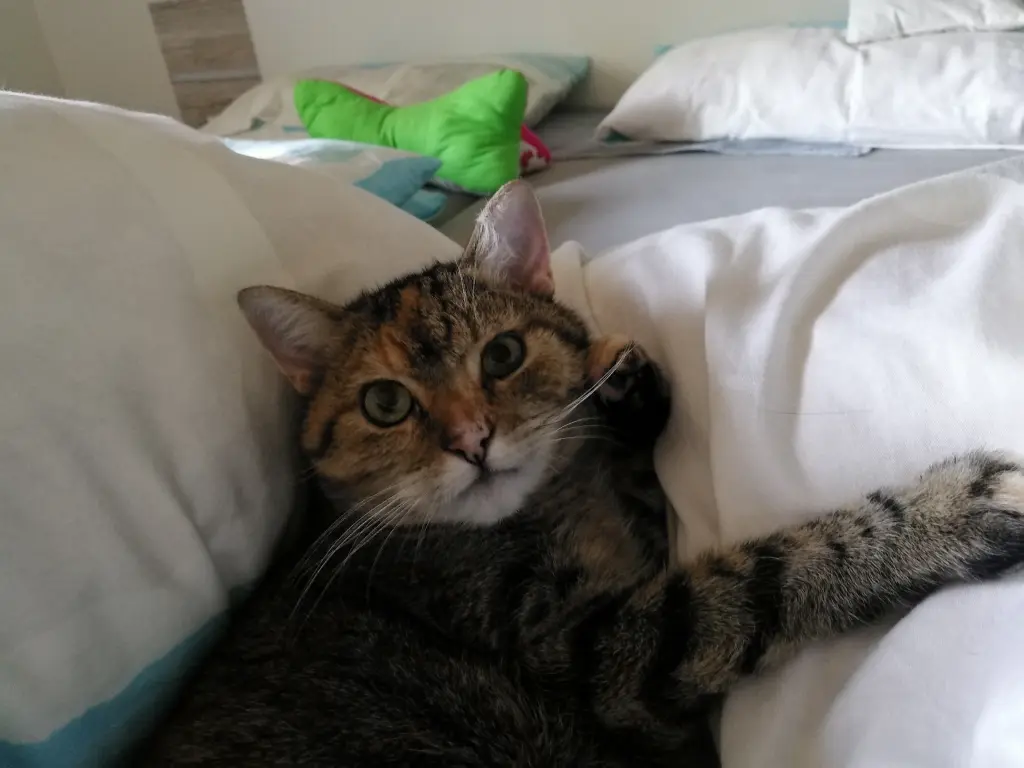Condolence image of Pauline für Marpelchen und Mama Elisabeth ❤️