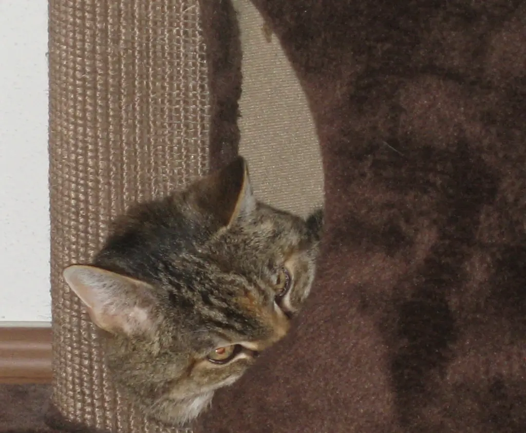 Condolence image of Elisabeth