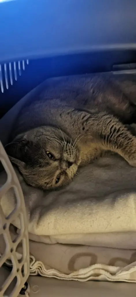 Condolence image of An Marpelchen und Mama Elisabeth