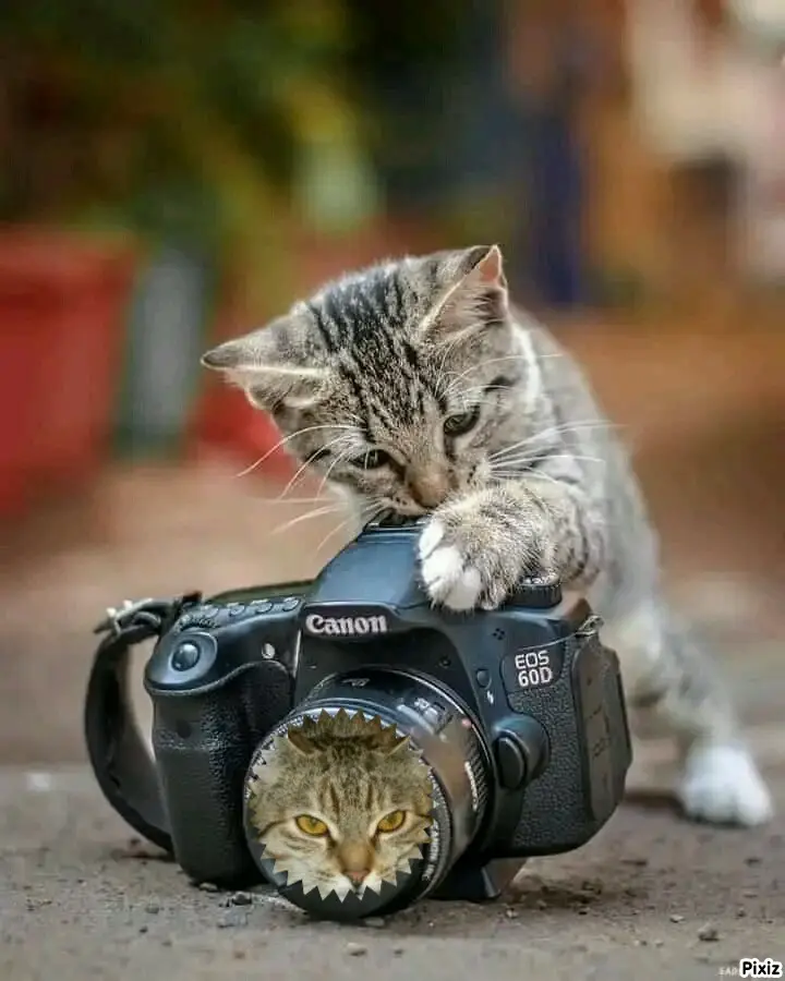 Condolence image of Tanja mit Timmy im Herzen