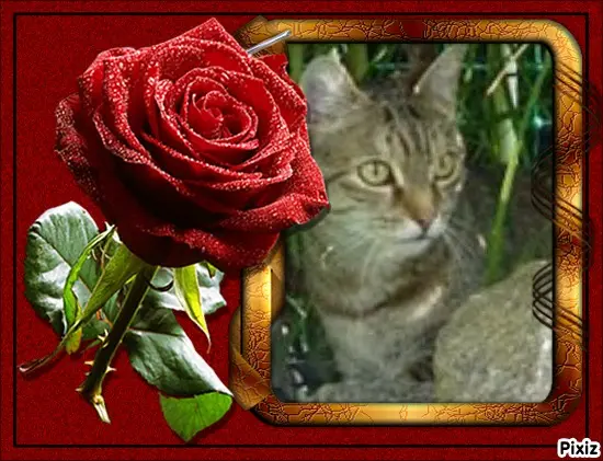 Condolence image of Patricia mit Bunny ❤️ 