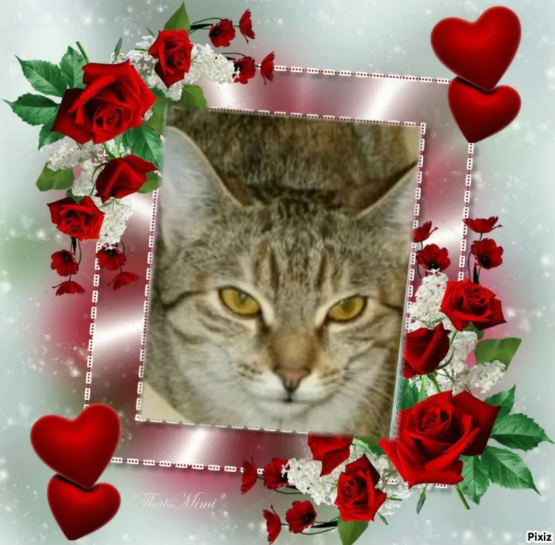 Condolence image of Tanja mit Timmy im Herzen 