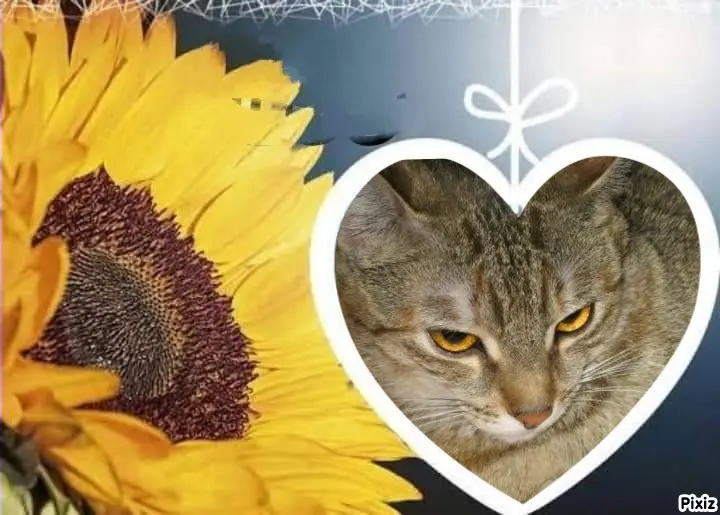 Condolence image of Tanja mit Timmy im Herzen 