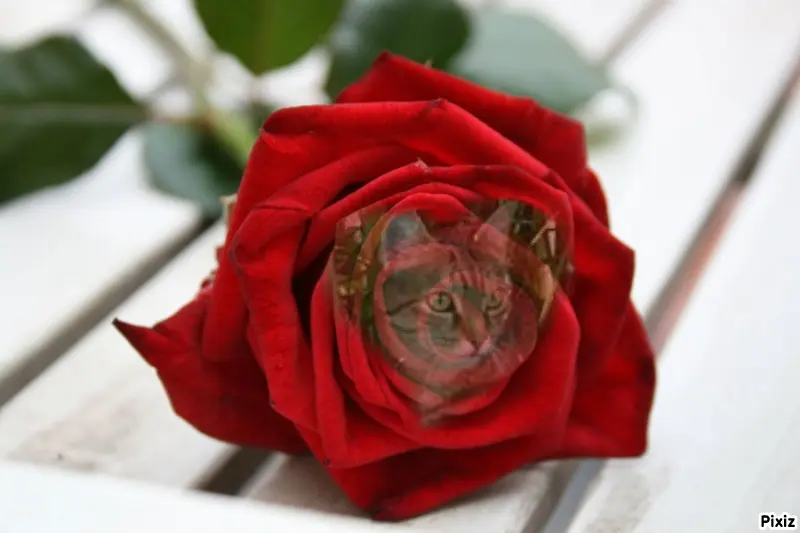 Condolence image of Patricia mit Bunny ❤️ 