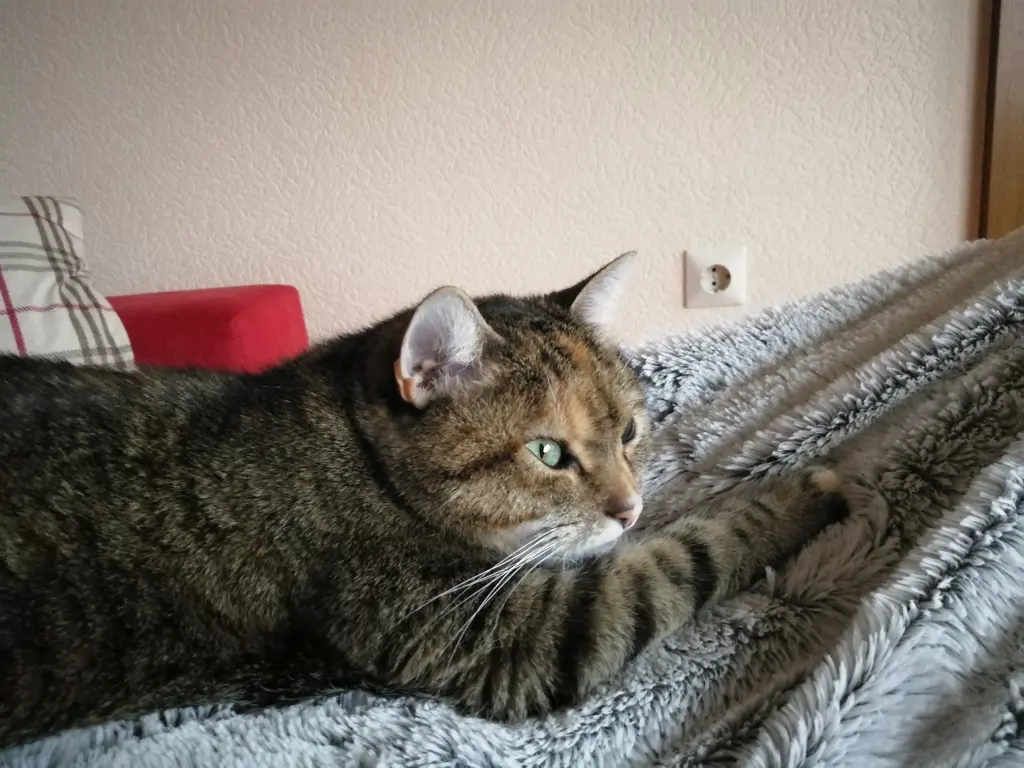 Condolence image of Daniela für Marple, Christie und Elisabeth