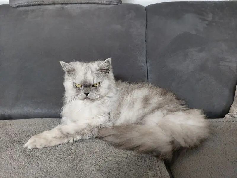 Condolence image of Pauline für Ihre Freundin Marple ♥️