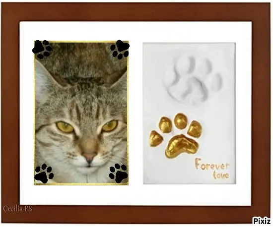 Condolence image of Tanja mit Timmy im Herzen 