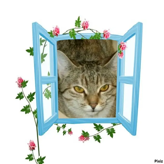 Condolence image of Tanja mit Timmy im Herzen